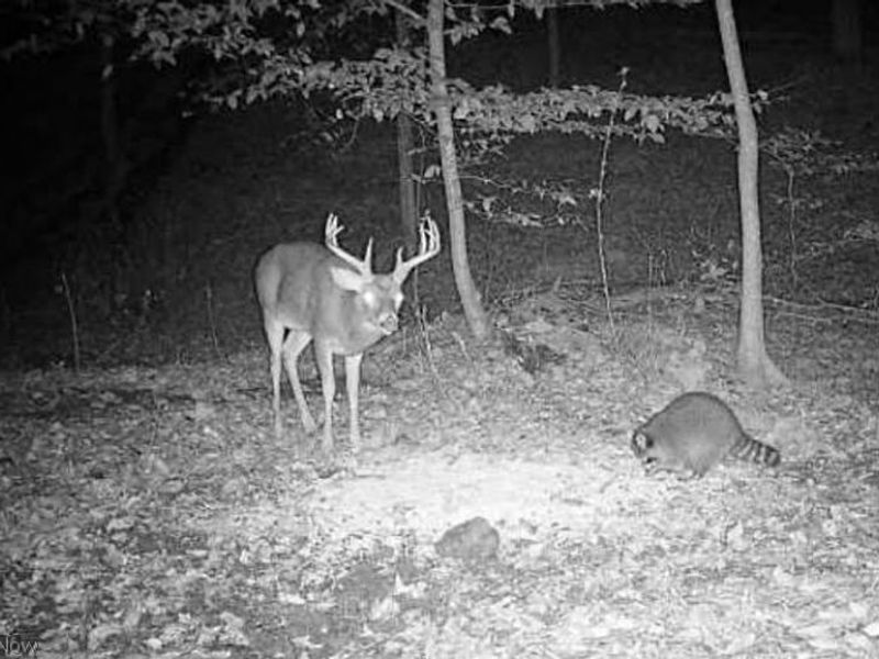 Township Road 423, Walhonding, OH 43843 Photo 40