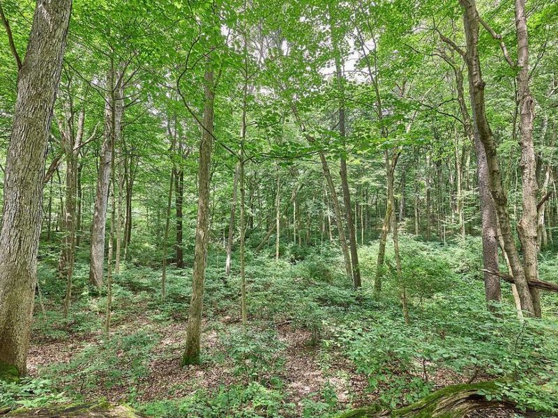 4948 E Walnut Street , Unit LOT 2, Westerville, OH 43081 Photo 15