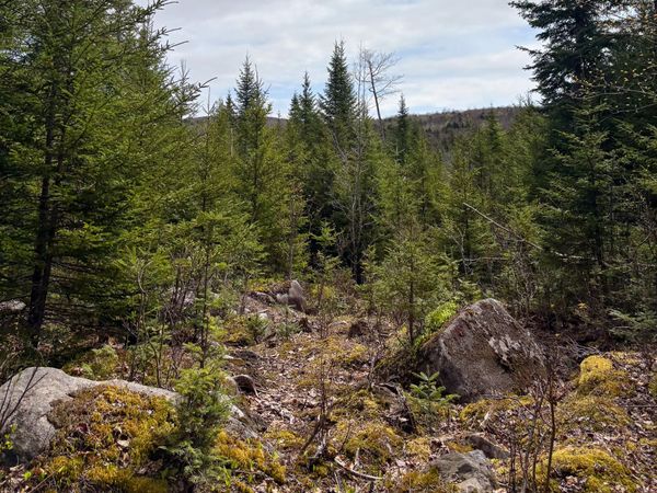 Lot 10 Morrison Brook Acres, Oakfield, ME 04763