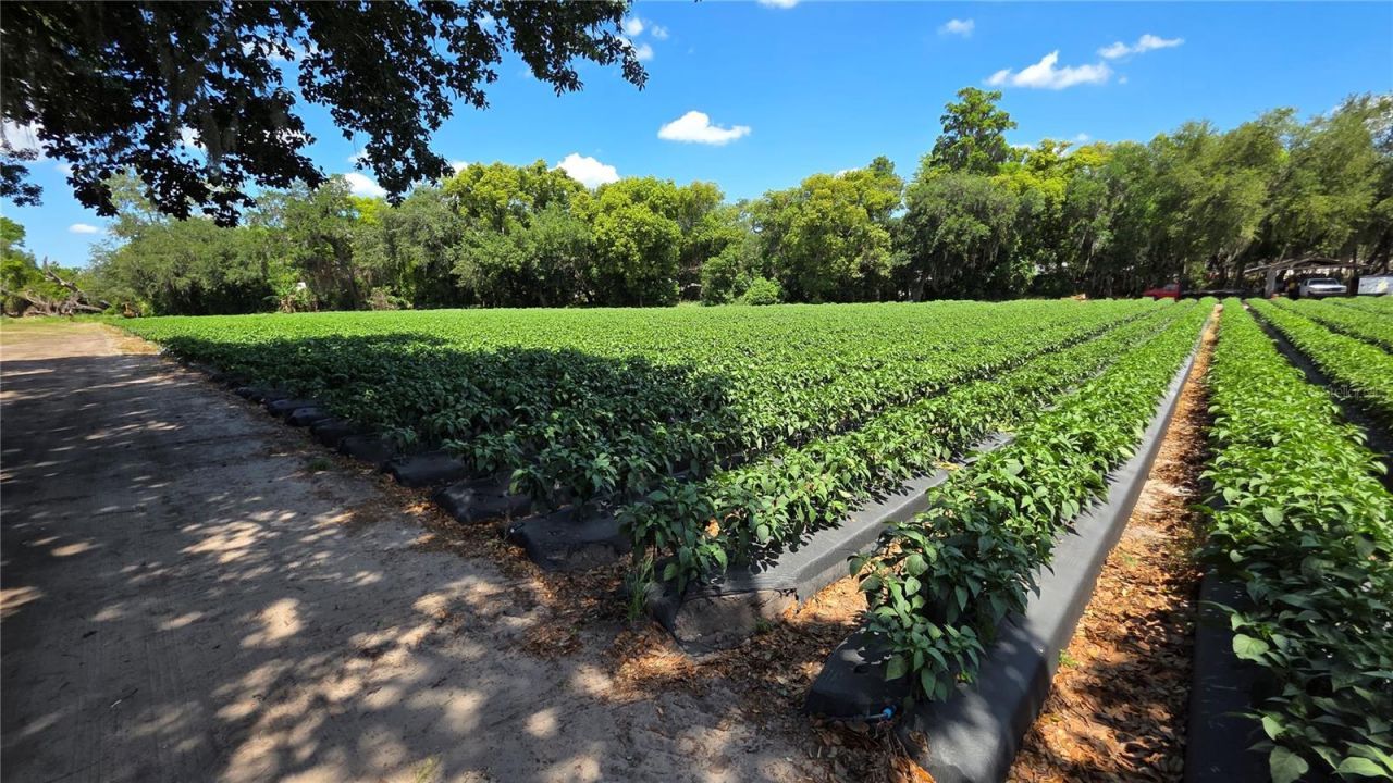 Gallagher Road , Dover, FL 33527 Photo