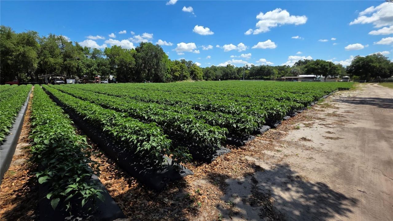 Gallagher Road , Dover, FL 33527 Photo