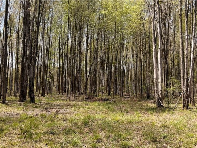 California Road, Williamsfield, OH 44093 Photo 2