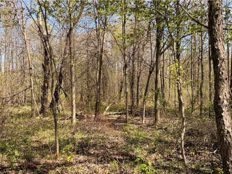 California Road, Williamsfield, OH 44093 Photo 21