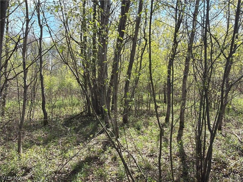 California Road, Williamsfield, OH 44093 Photo 26