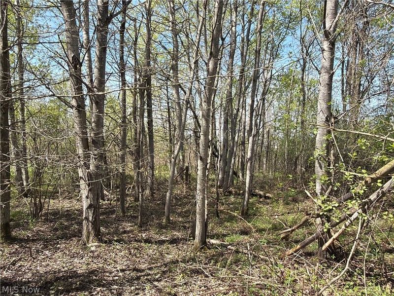 California Road, Williamsfield, OH 44093 Photo 27