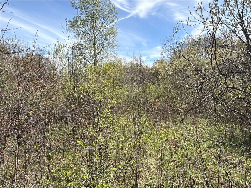 California Road, Williamsfield, OH 44093 Photo 29