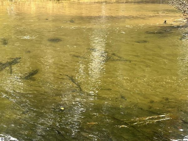 6051 N Manistee River Road, Frederic, MI 49733