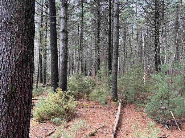 ON WHISPERING PINES DRIVE, Tomahawk, WI 54487