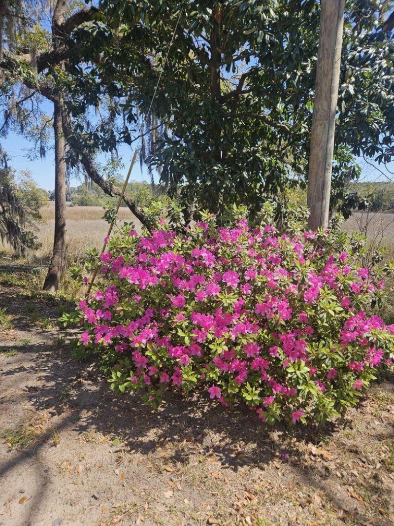 2340 Ashley River Road  Photo 9