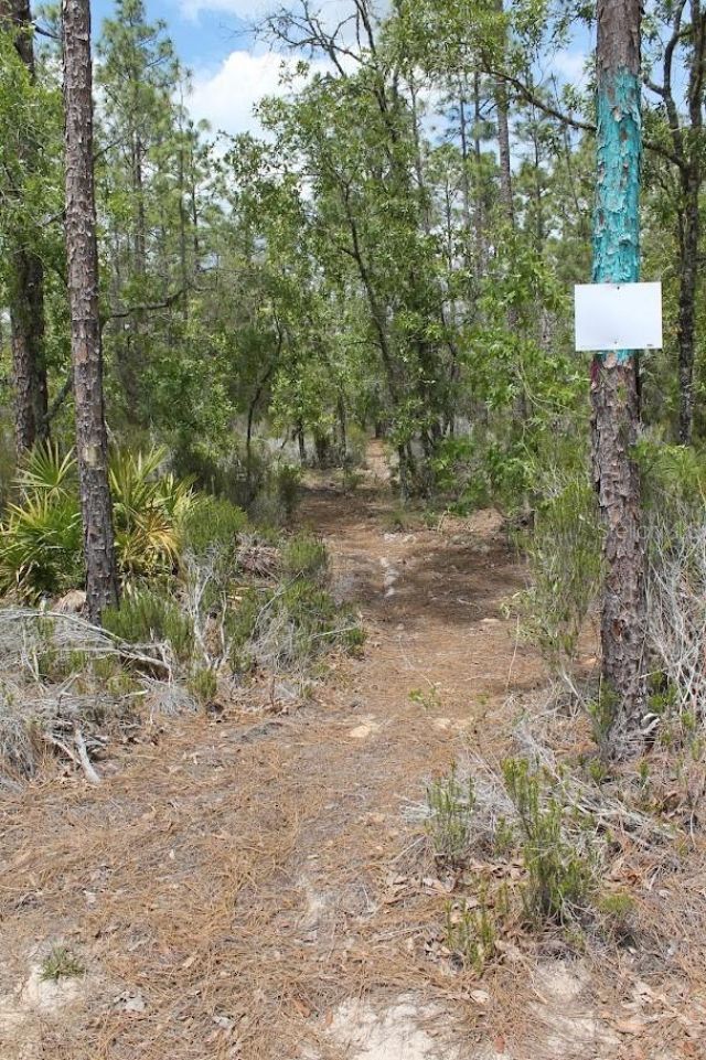 Ne 56th Street , Bronson, FL 32621 Photo