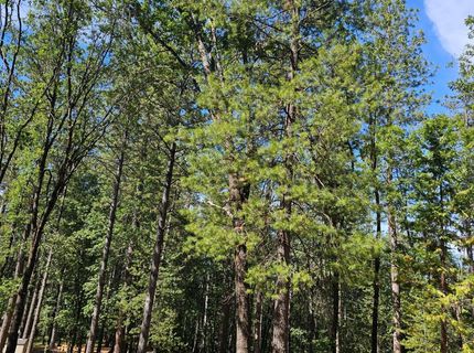 15367 Lakewood Ln, Grass Valley, CA 95945 Photo