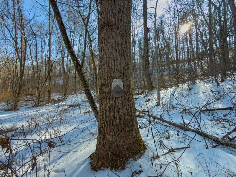 Beardmore Road, Wingett Run, OH 45789 Photo 40