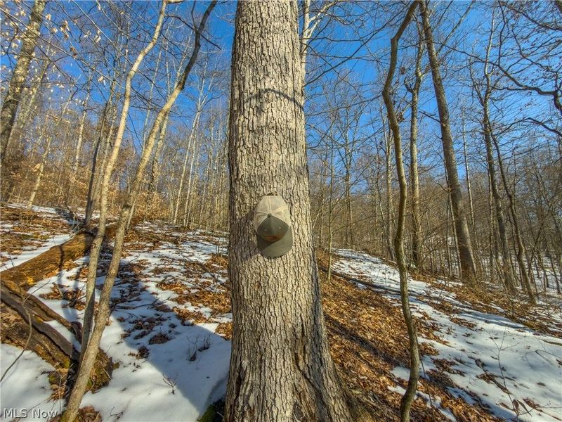Beardmore Road, Wingett Run, OH 45789 Photo 41