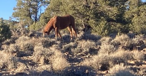 1330 Yellow Jacket Road, Reno, NV 89521 Photo