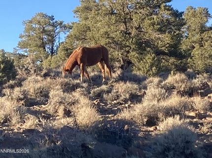 1330 Yellow Jacket Road, Reno, NV 89521 Photo