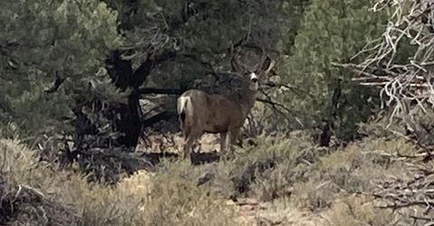 1330 Yellow Jacket Road, Reno, NV 89521 Photo