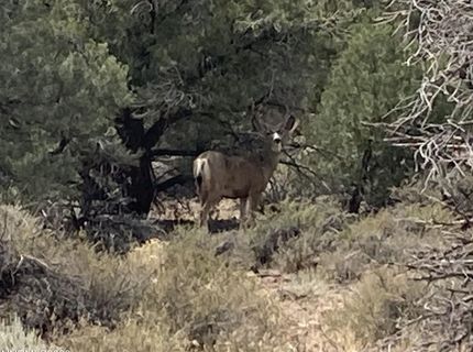 1330 Yellow Jacket Road, Reno, NV 89521 Photo