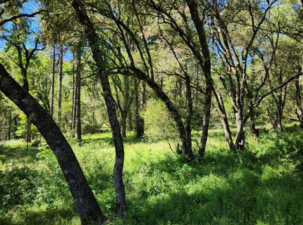 Morning Canyon Rd, Placerville, CA 95667 Photo