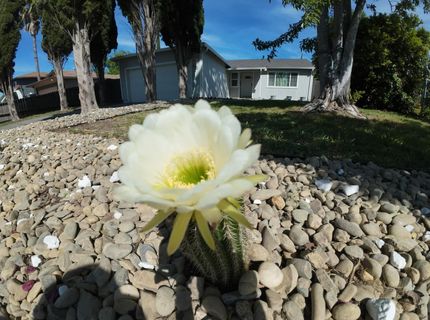 173 Bell Ave, Sacramento, CA 95838 Photo