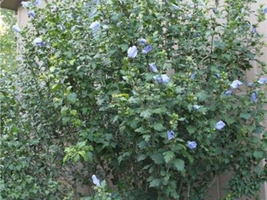 Property Image 58