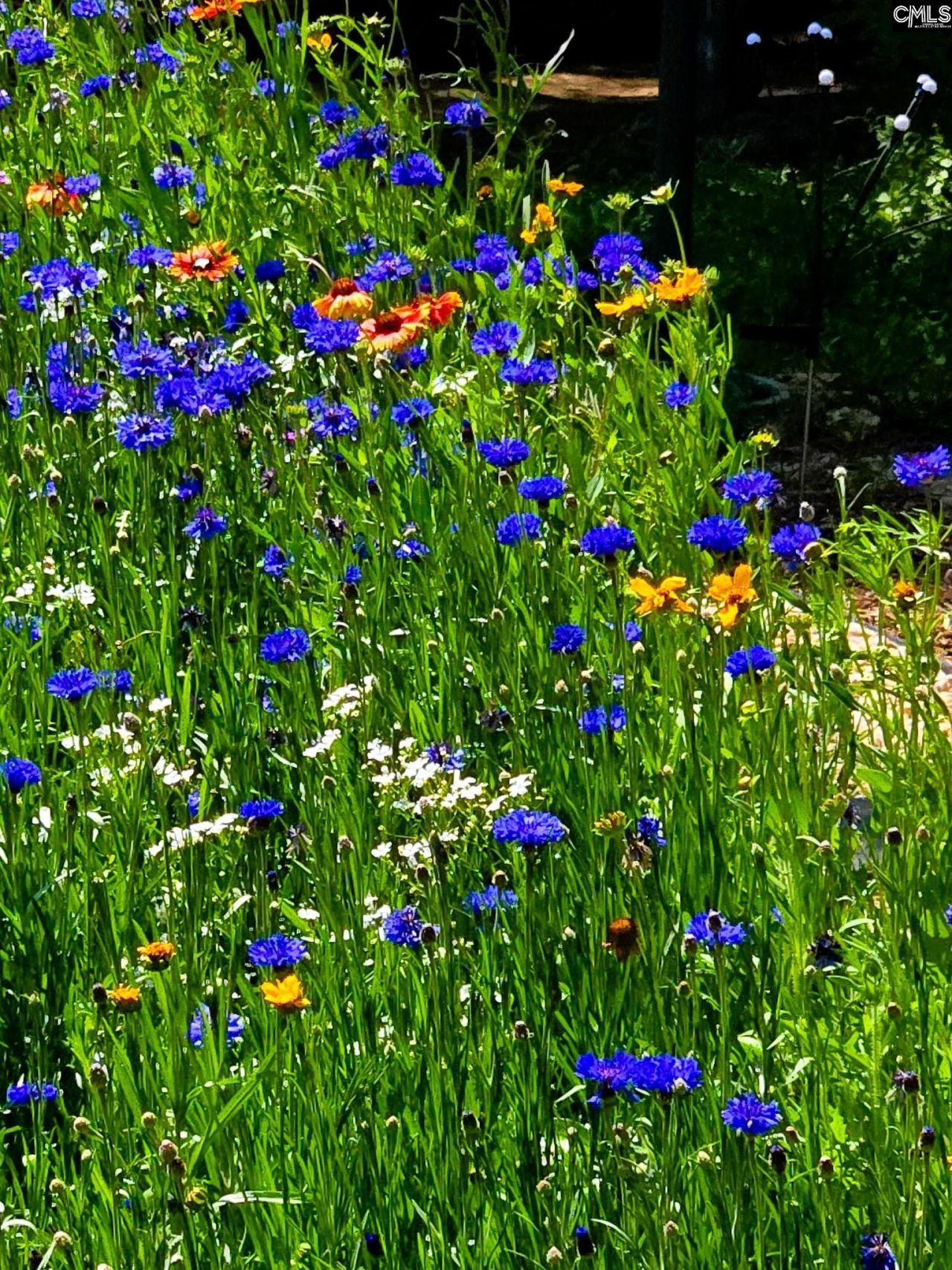 12205 Broad River Road  Photo 60