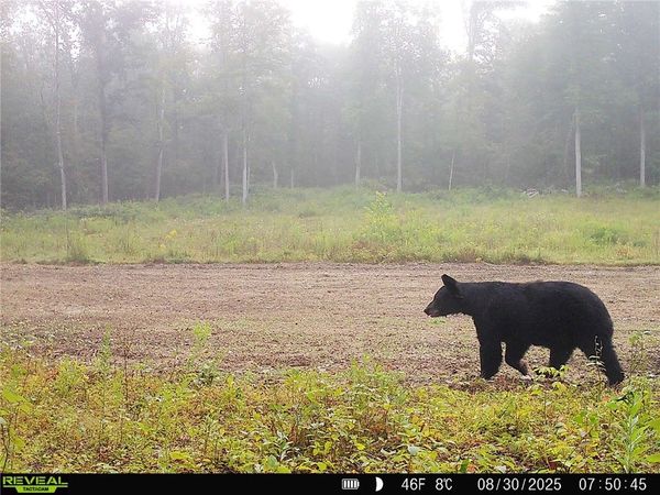 2093 Scott Road , Lindley, NY 14858