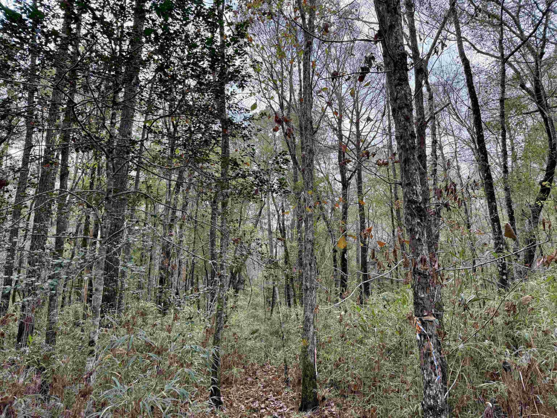 Tract C - Tbd Pennyroyal Rd. Photo 19