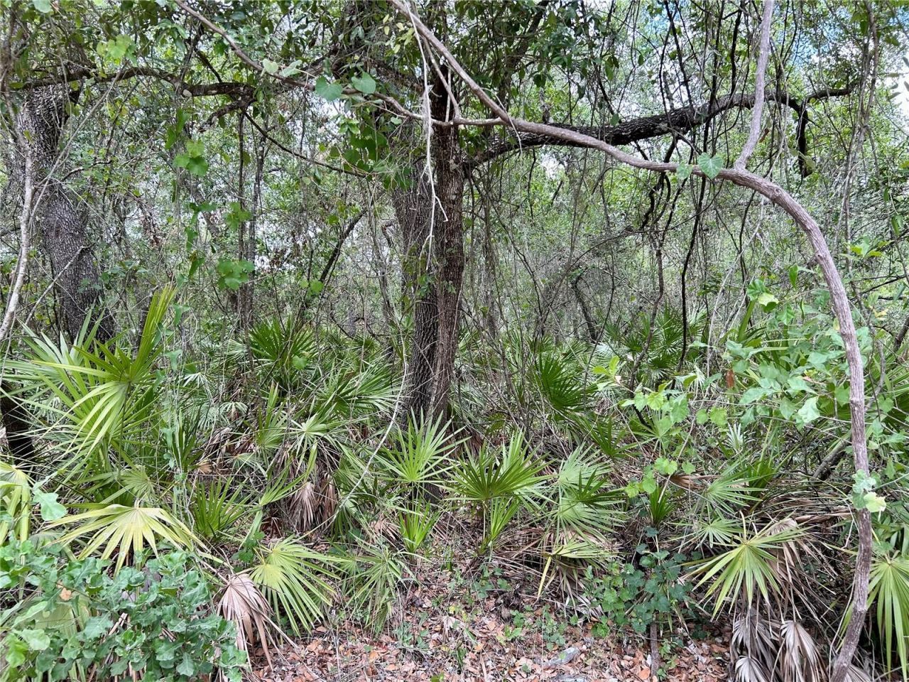 Bronco Drive, Zolfo Springs, FL 33890 Photo
