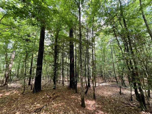 56.48 acres Ouachita 387 , Camden, AR 71701