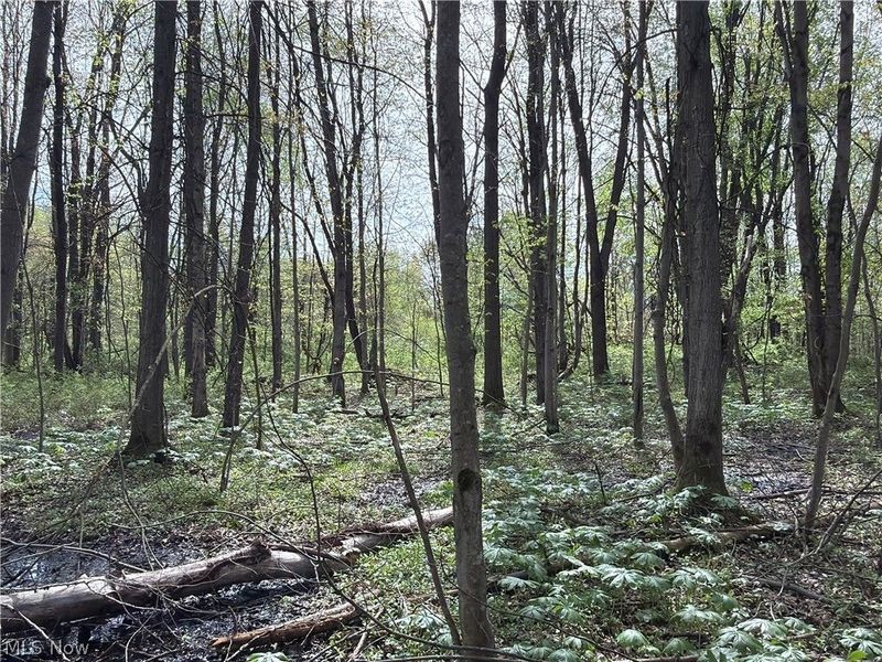 Oh-7, Williamsfield, OH 44082 Photo 29
