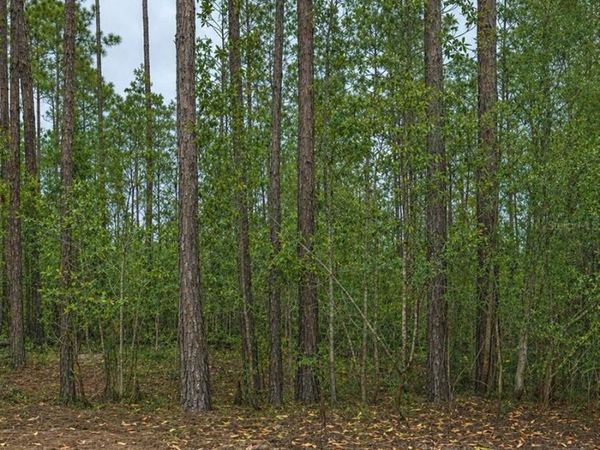 TBD NW 2ND AVENUE , PALATKA, FL 32177