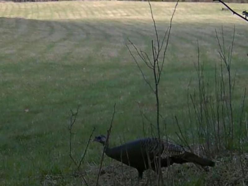 2375 Poplar Ridge Rd, West Union, OH 45693 Photo 7