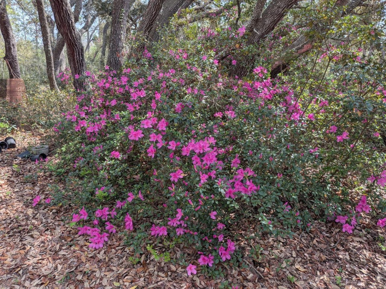 2933 E Quail Court , Inverness, FL 34452 Photo