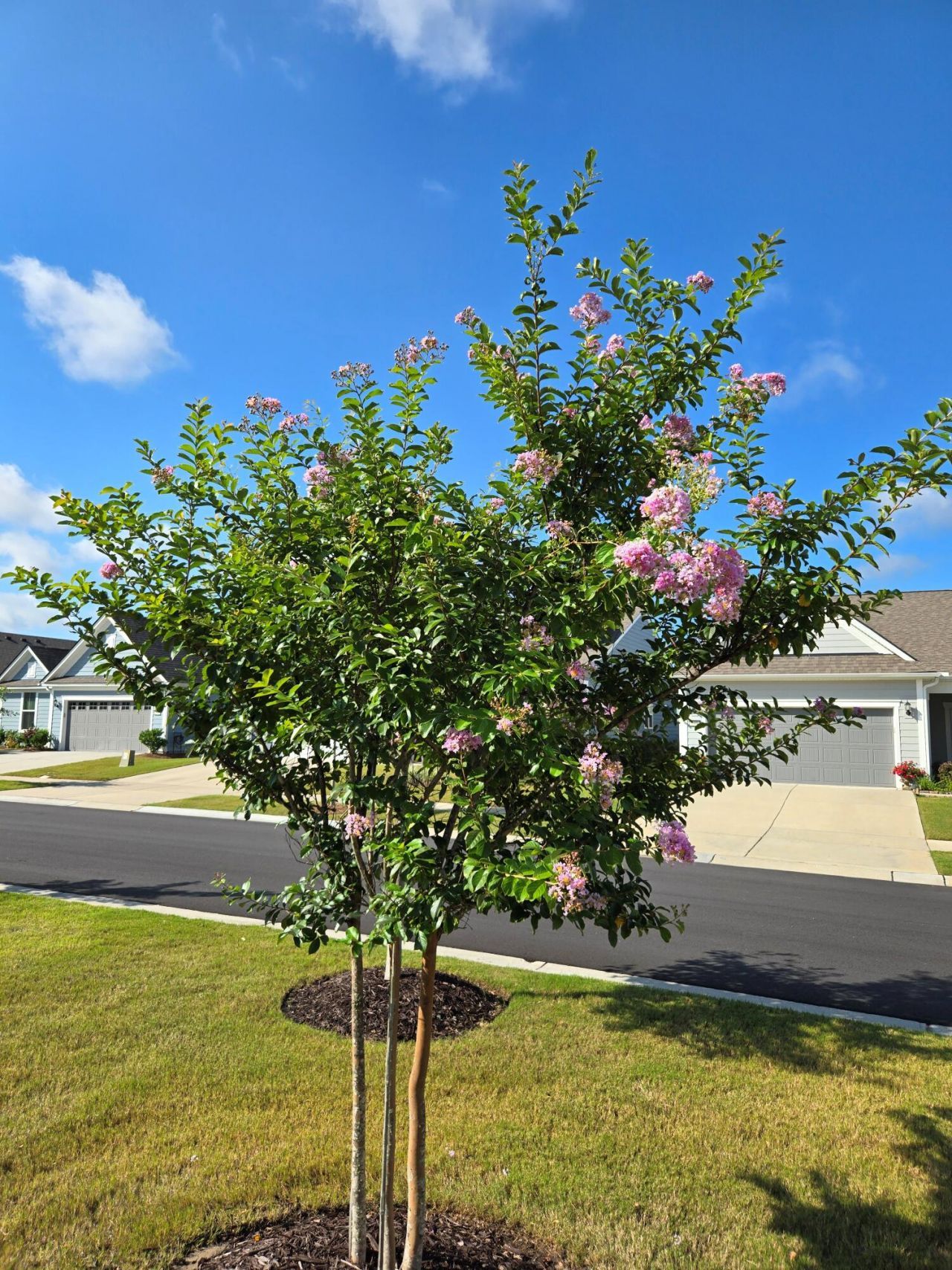 241 Garden Gate Way Photo 36