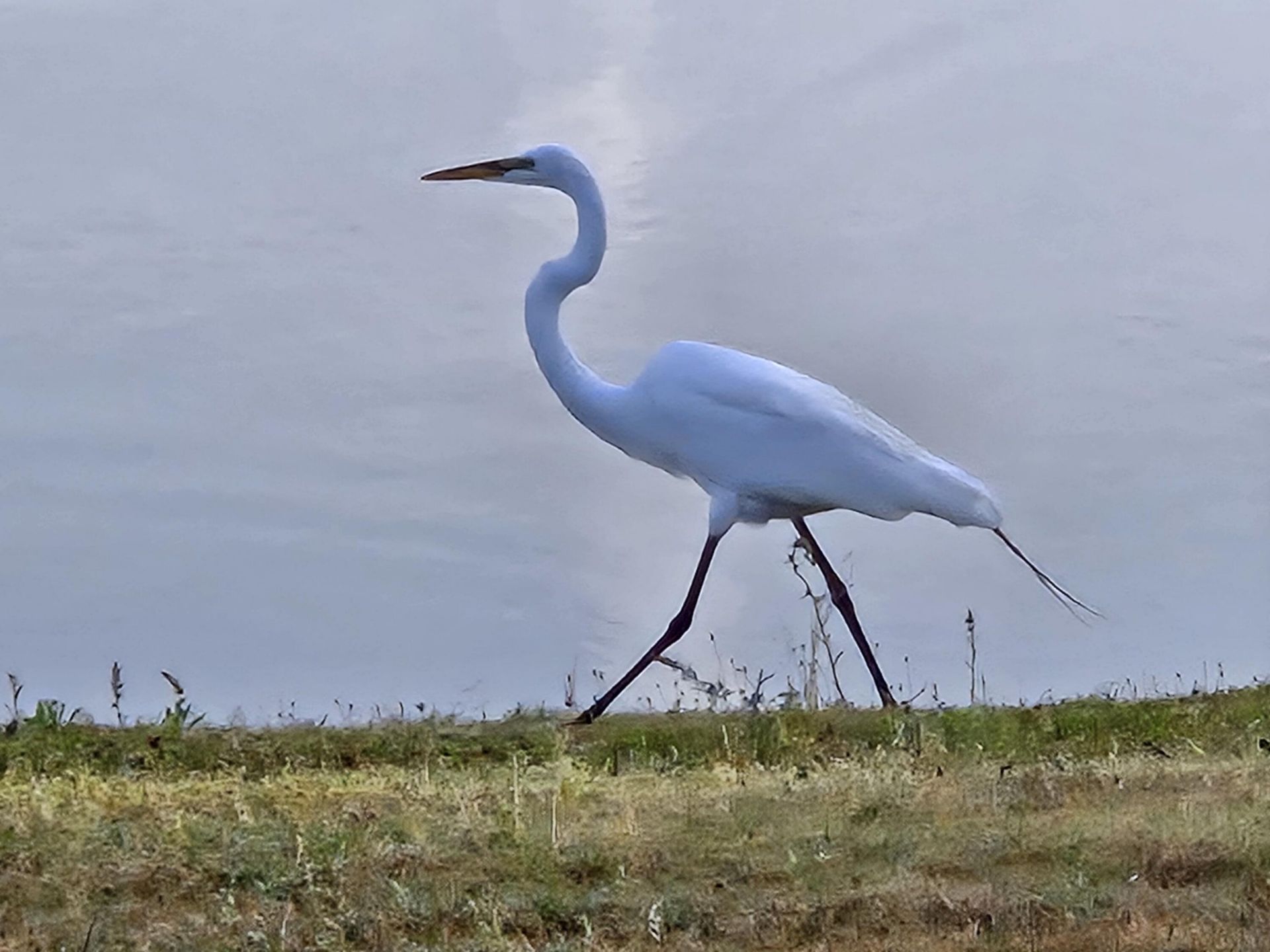 241 Garden Gate Way Photo 39