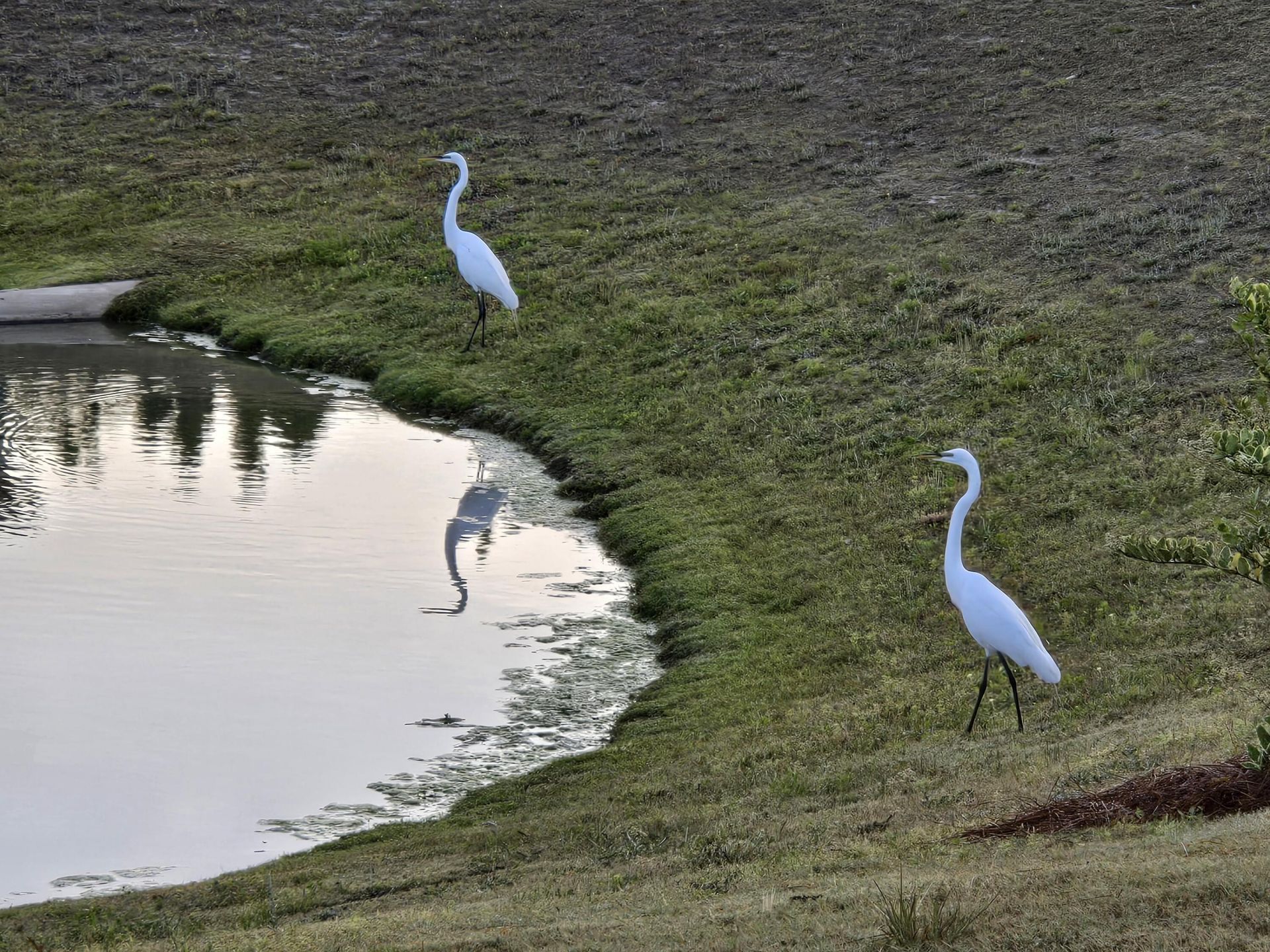 241 Garden Gate Way Photo 40