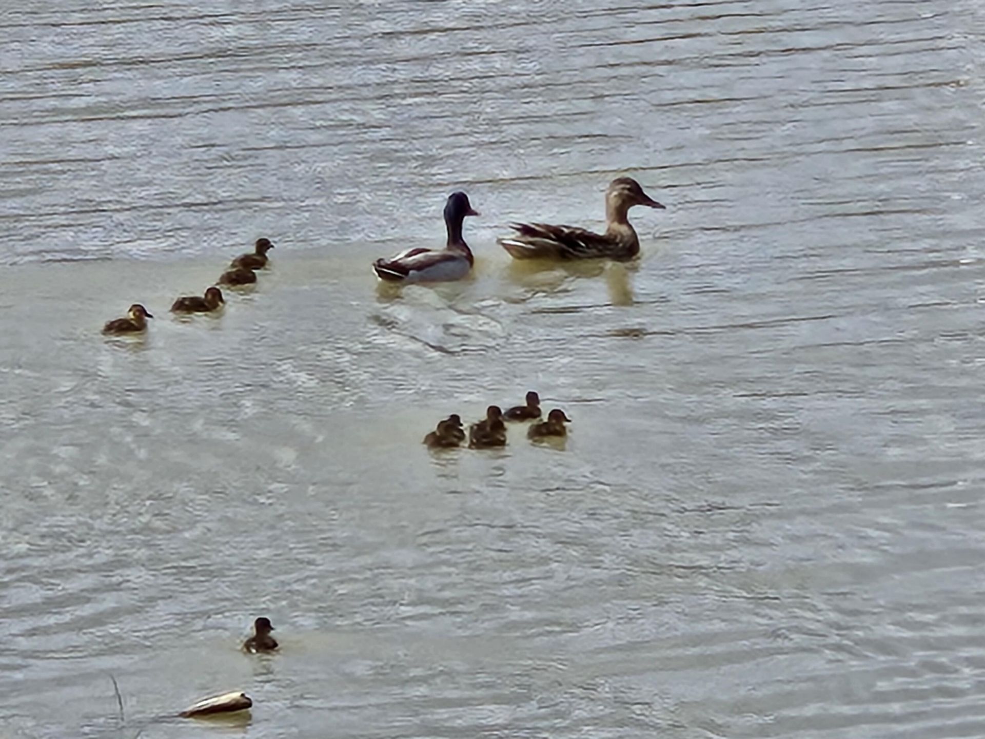 241 Garden Gate Way Photo 42