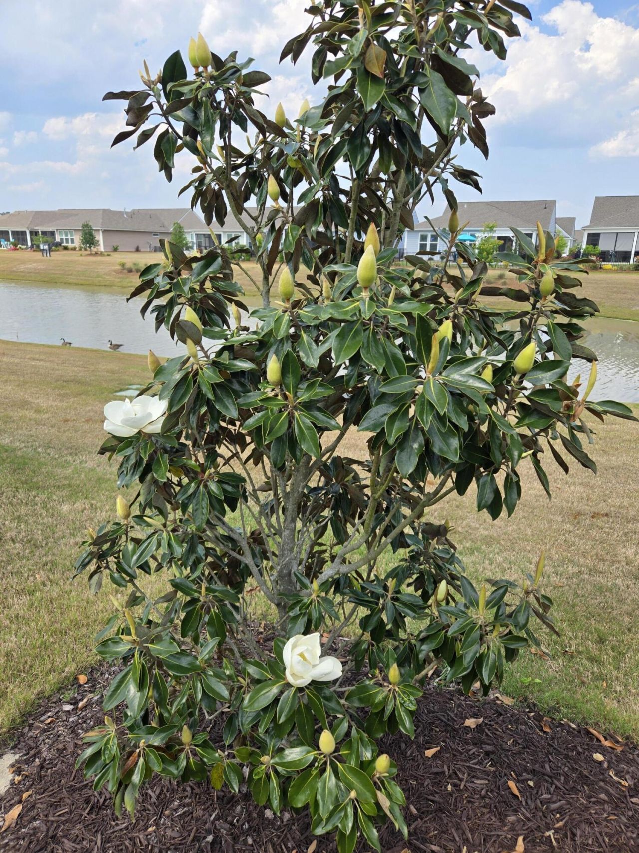 241 Garden Gate Way Photo 43