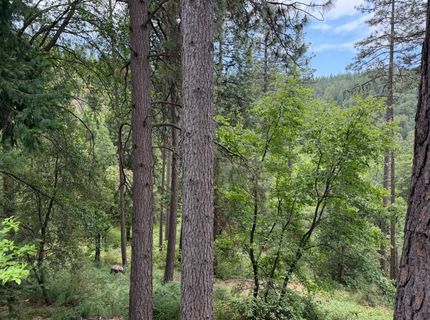 238 Cedar Dr, Hathaway Pines, CA 95233 Photo