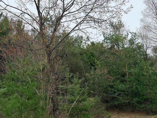 2 Woodland Trail, Traverse City, MI 49684