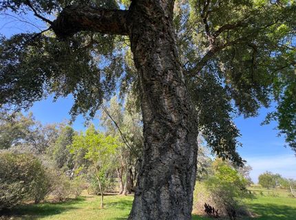 12188 Clay Station Rd, Herald, CA 95638 Photo