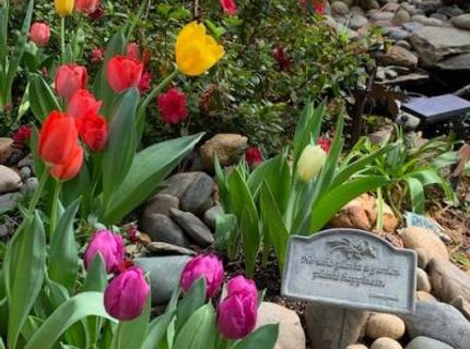 757 Larkspur Ln, Murphys, CA 95247 Photo
