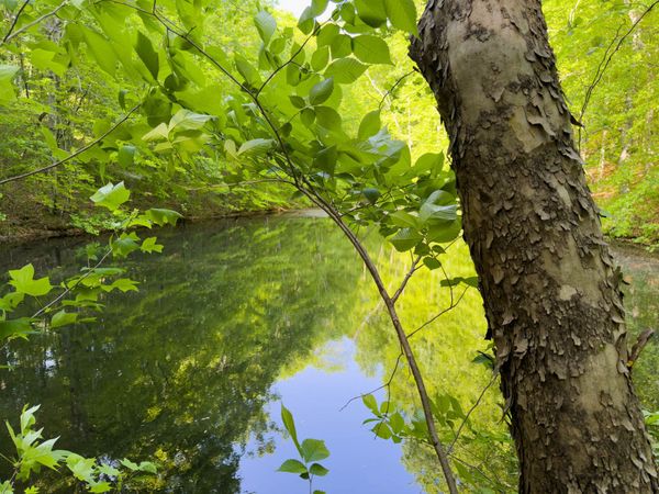 1070 Leatherwood Rd , White Bluff, TN 37187