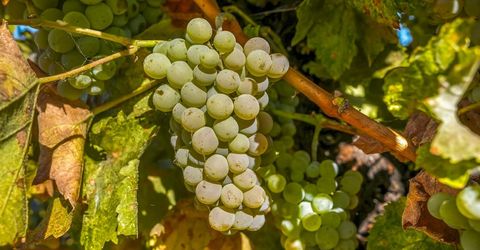 22215 N Devries Rd, Lodi, CA 95242 Photo