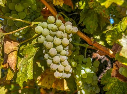 22215 N Devries Rd, Lodi, CA 95242 Photo