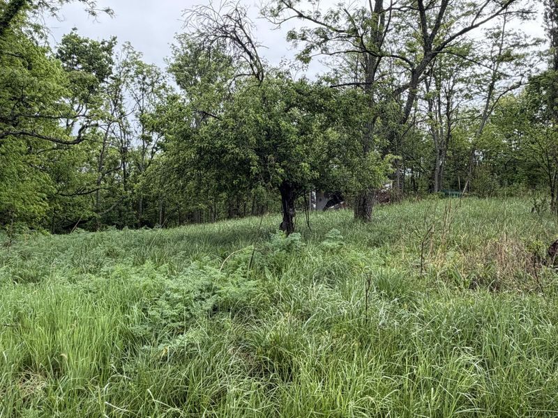 2728 Pea Ridge Road, Mount Olivet, KY 41064 Photo 4