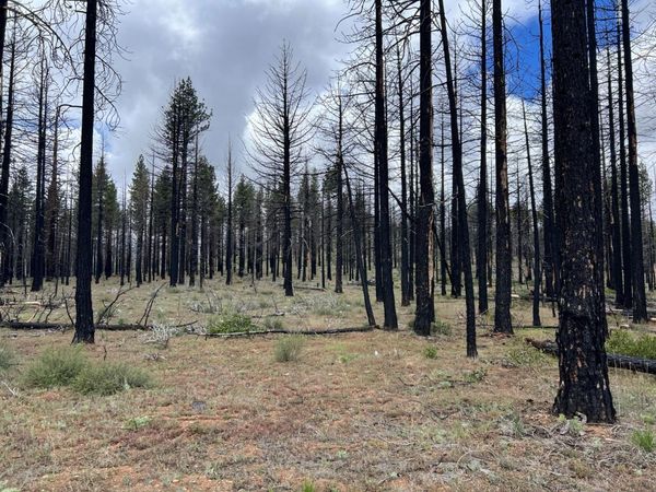 10179 Frenchman Blvd, Chilcoot, CA 96105