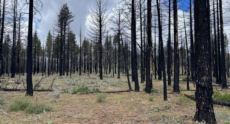 10179 Frenchman Blvd, Chilcoot, CA 96105 Photo