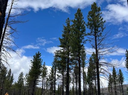 10179 Frenchman Blvd, Chilcoot, CA 96105 Photo