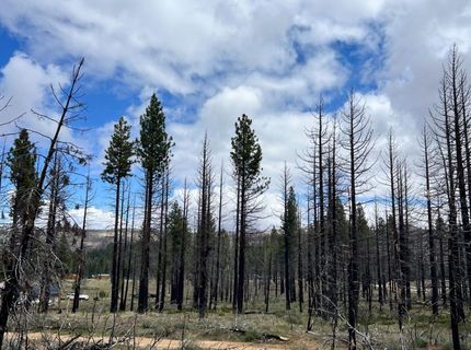 10179 Frenchman Blvd, Chilcoot, CA 96105 Photo